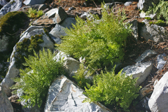 Cryptogramma cascadensis