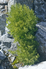 Cryptogramma cascadensis