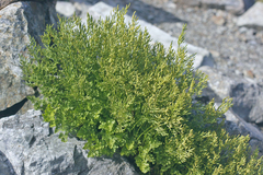 Cryptogramma cascadensis