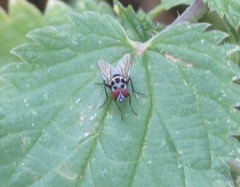 Anthomyia procellaris