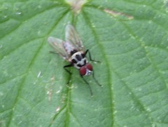 Anthomyia procellaris