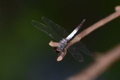 Brachydiplax sobrina