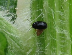 Cryptocephalus ocellatus