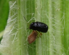 Cryptocephalus ocellatus