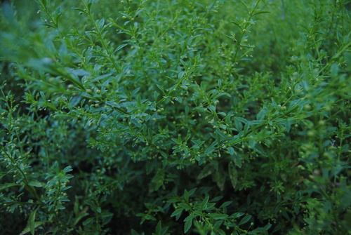 Scoparia dulcis iNat (1)