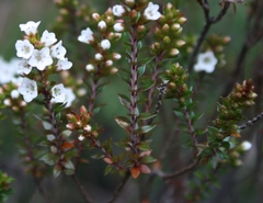 Epacris pauciflora