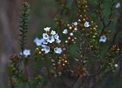 Epacris pauciflora