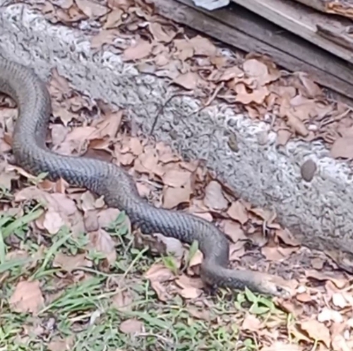 Eastern Brown Snake sighting