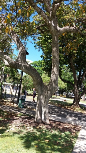 Terminalia bellirica