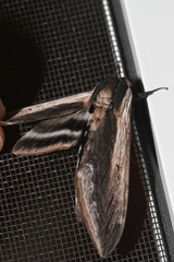 Sphinx drupiferarum