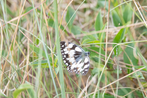 Melanargia galathea