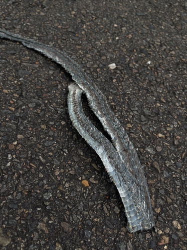 Common Tree Snake sighting