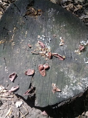 Auricularia angiospermarum