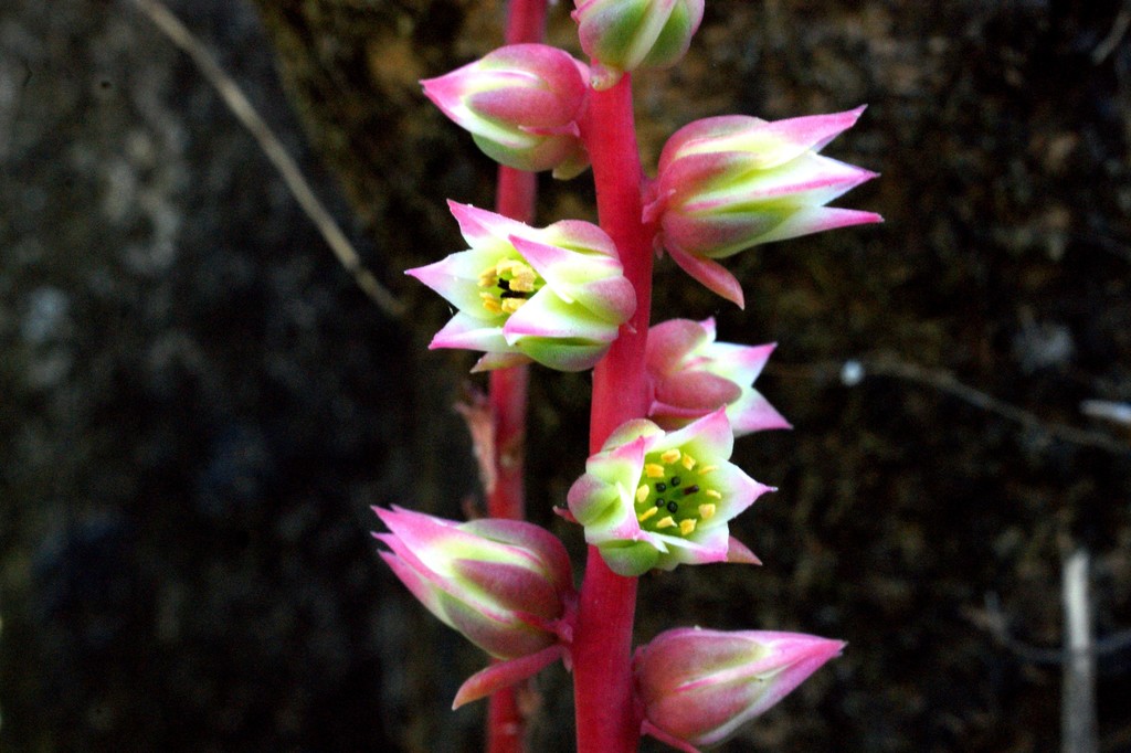 Echeveria waltheri