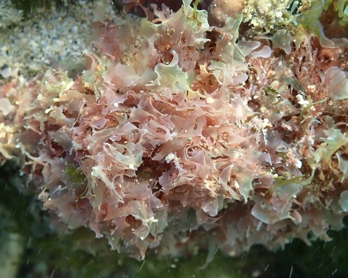 Martensia albida