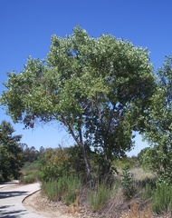 Populus fremontii