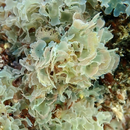 Martensia albida