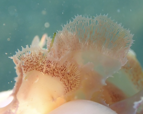 Martensia albida