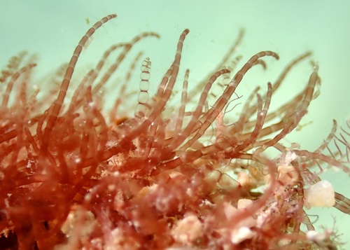 Anotrichium secundum