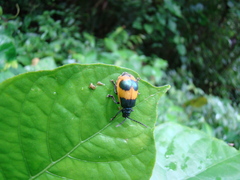 Monocesta ducalis