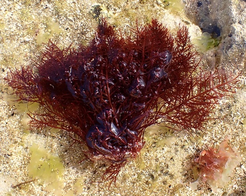 Pterocladiella capillacea, 2024-12-04