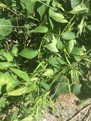 Vincetoxicum rossicum