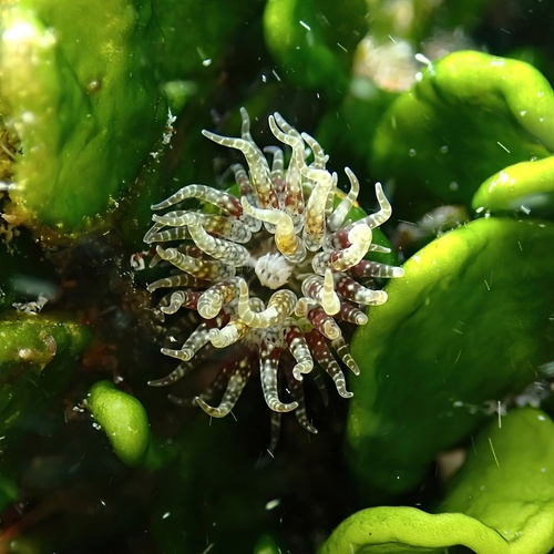 Boloceroides mcmurrichi, 2024-12-04