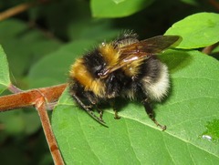 Bombus hortorum