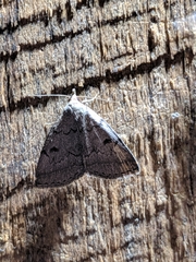 Zanclognatha dentata