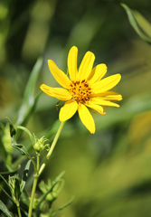 Helianthus californicus