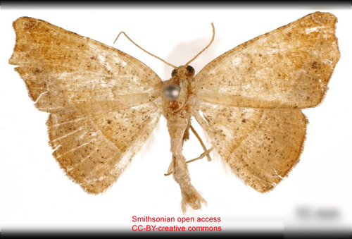 Mychonia ochracea