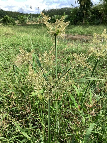 Cyperus pilosus