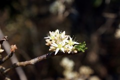 Sedum frutescens