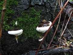 Ganoderma adspersum