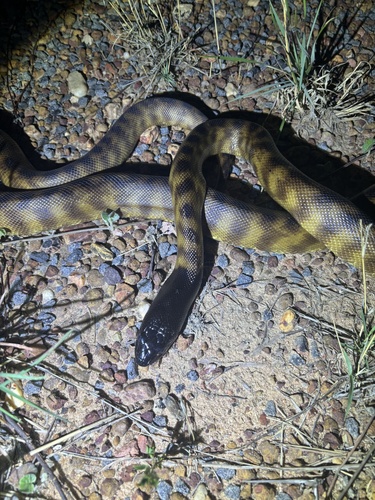Black-headed Python sighting