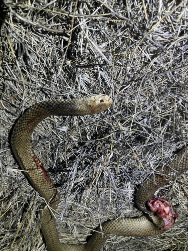 Eastern Brown Snake sighting