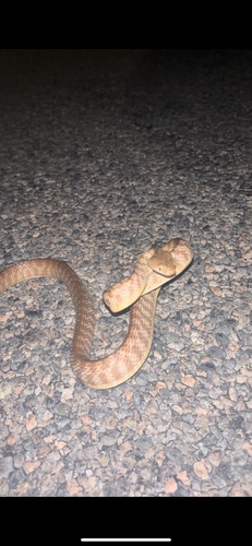 Brown Tree Snake sighting