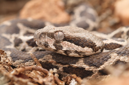 Moorish Viper