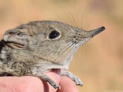 Elephantulus myurus