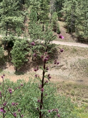 Cirsium vinaceum
