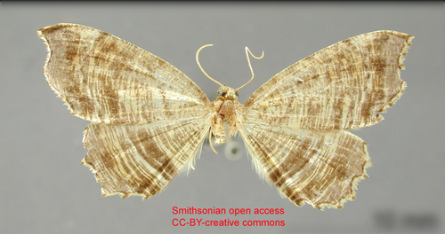 Neazata multistrigaria