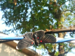Melanis acroleuca huasteca