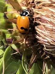 Hippodamia glacialis