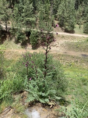 Cirsium vinaceum