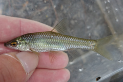 Topmouth Gudgeon photo 4