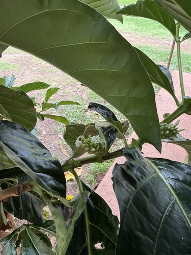 Noni