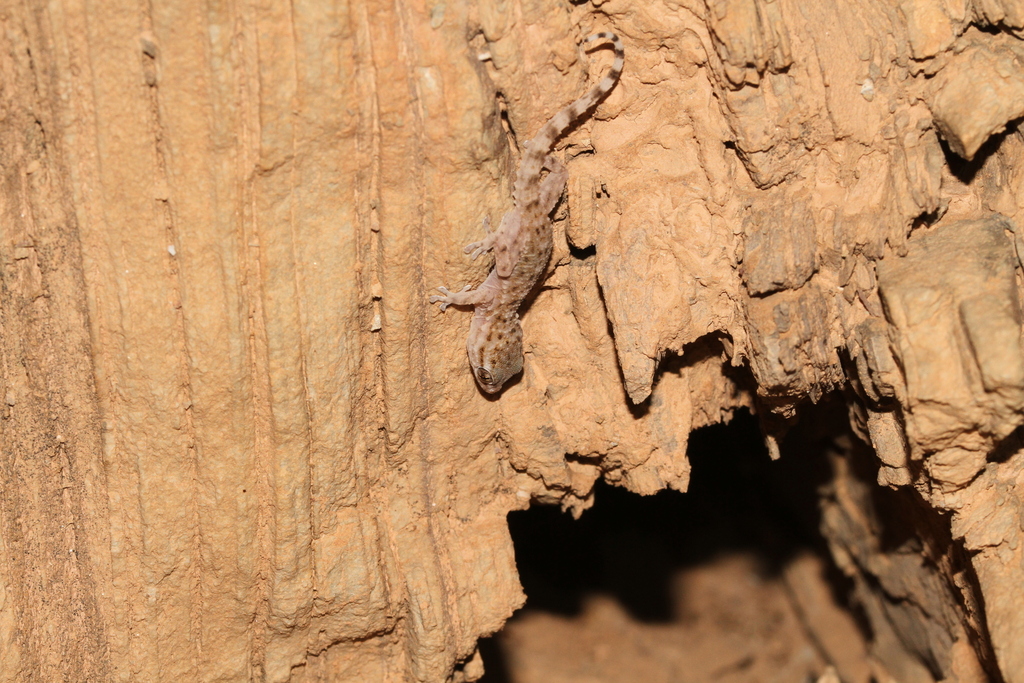 Morocco Wall Gecko