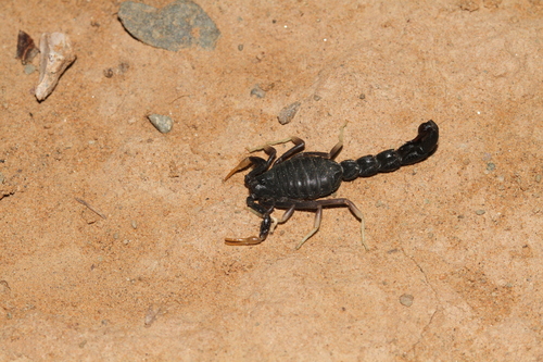 Orthochirus maroccanus (Orthochirus maroccanus)