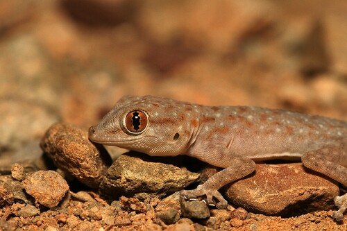 Algerian Fan-fingered Gecko, Ptyodactylus oudrii