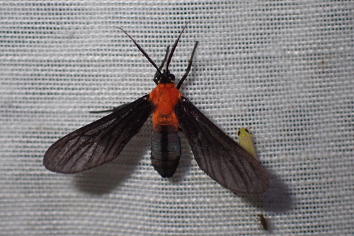 Saurita concisa